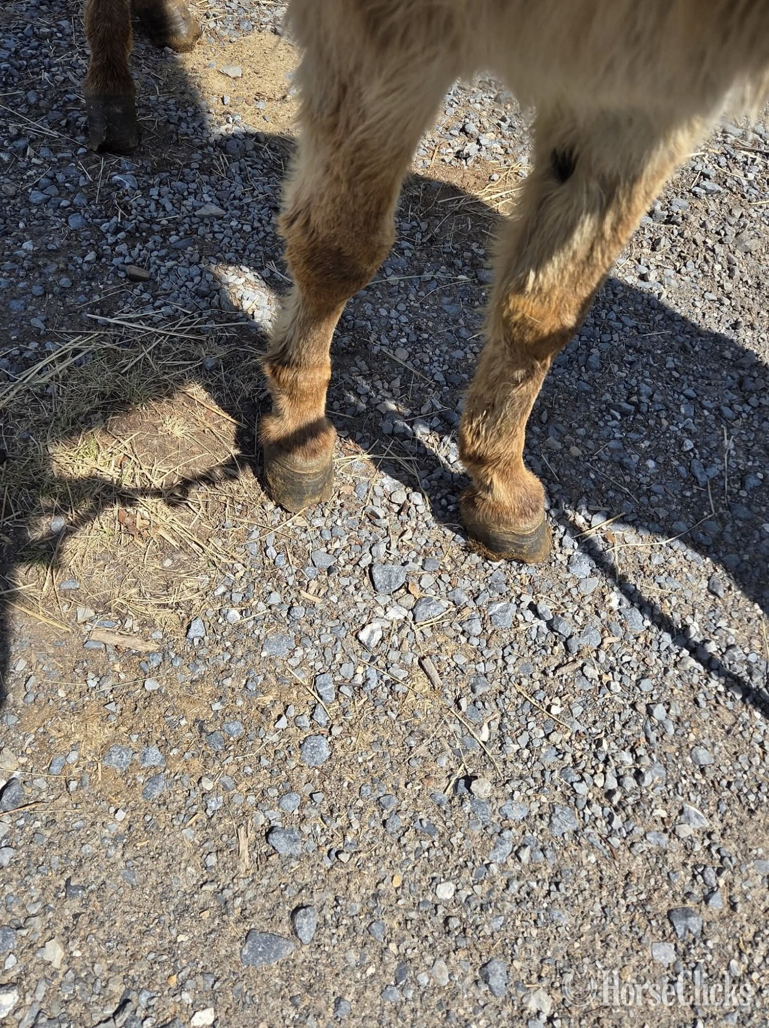 Donkey - "Boone"  Gelding Donkey in California