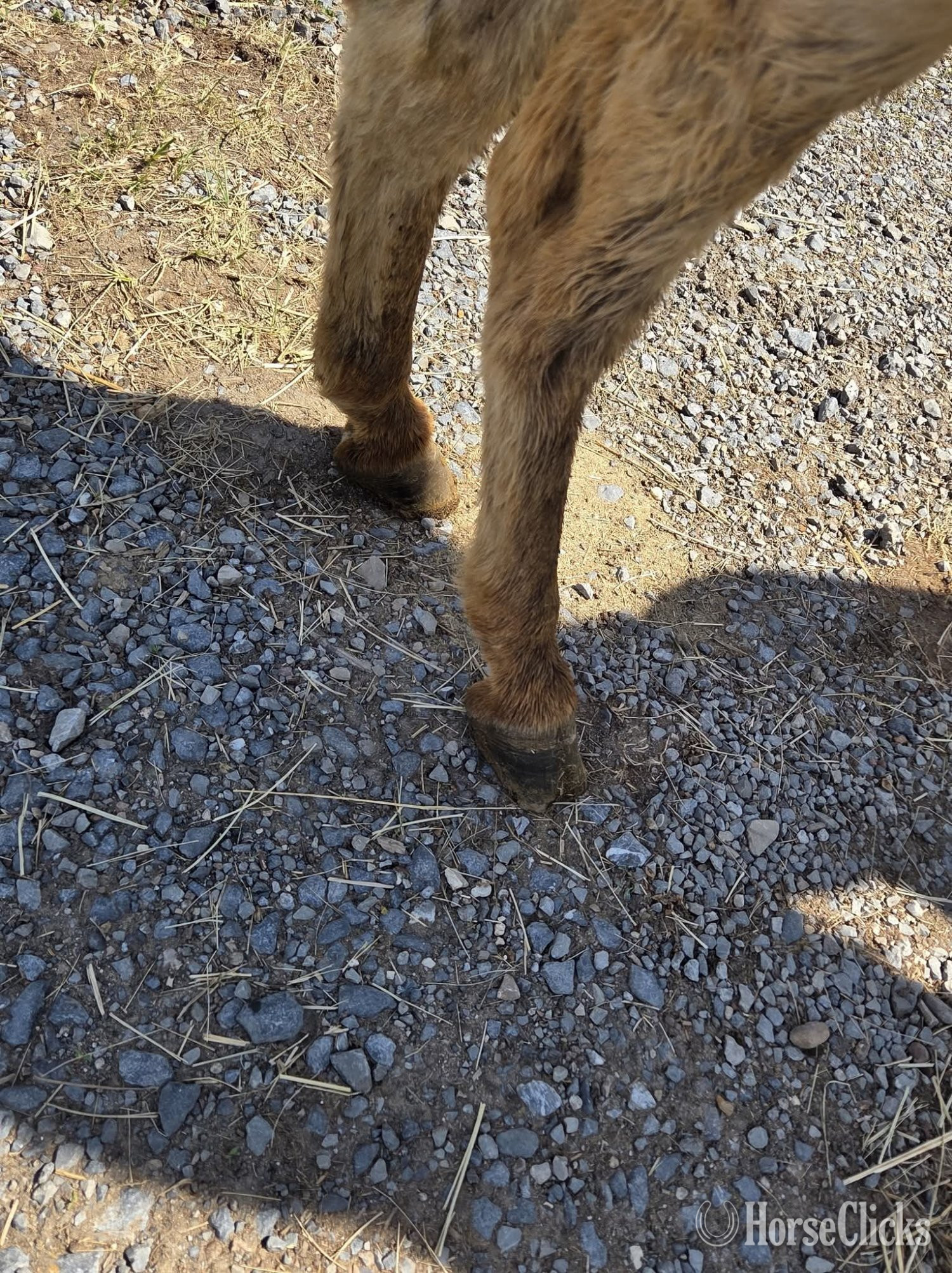 Donkey - "Boone"  Gelding Donkey
