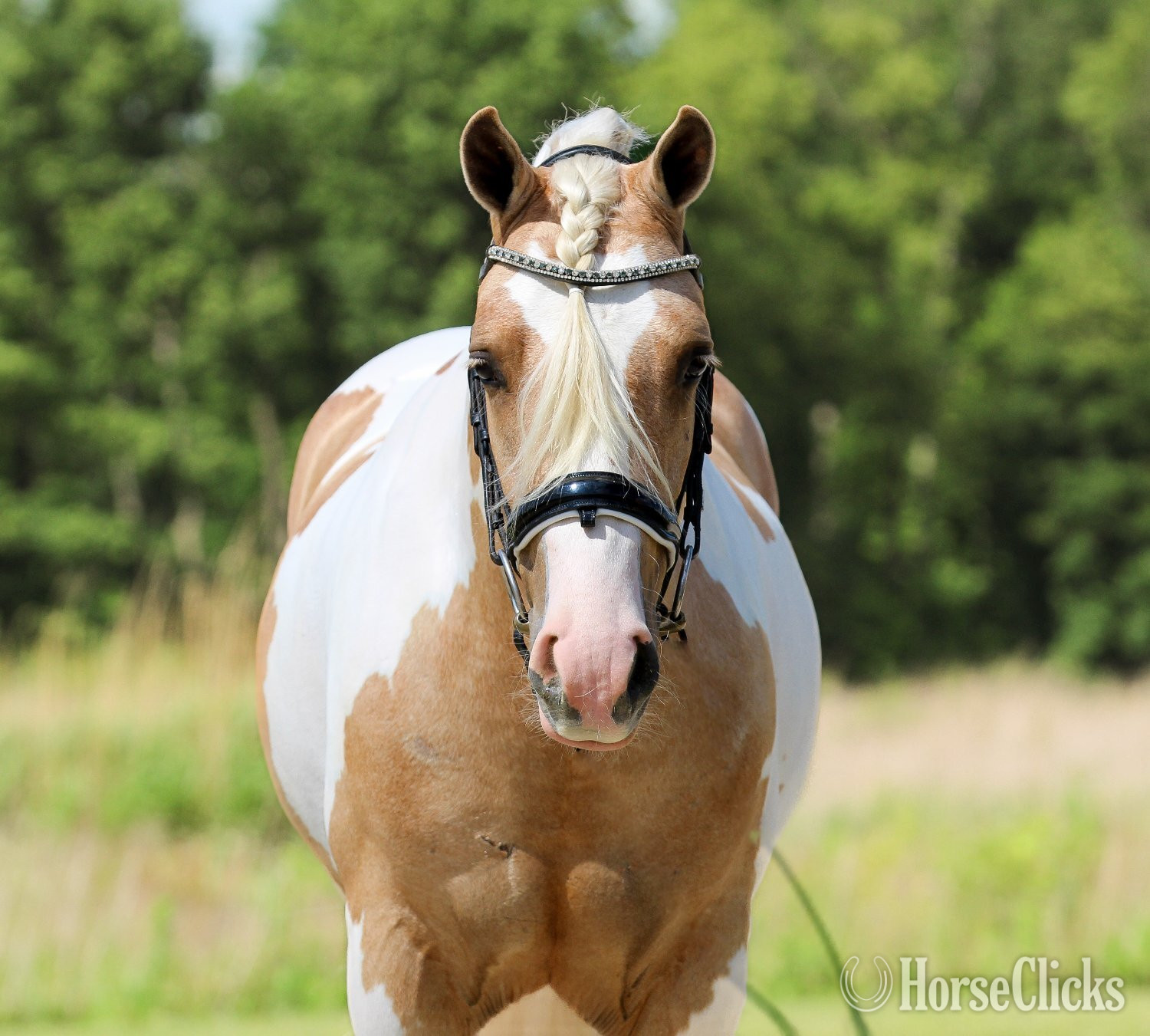 "Mayo " Pinto Gelding Welsh Pony