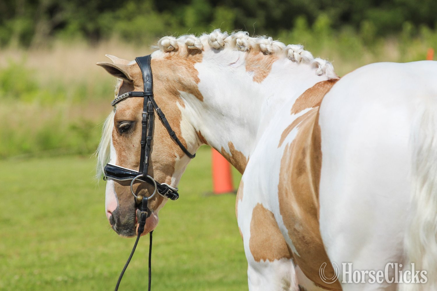 Indiana "Mayo " Pinto Gelding Welsh Pony