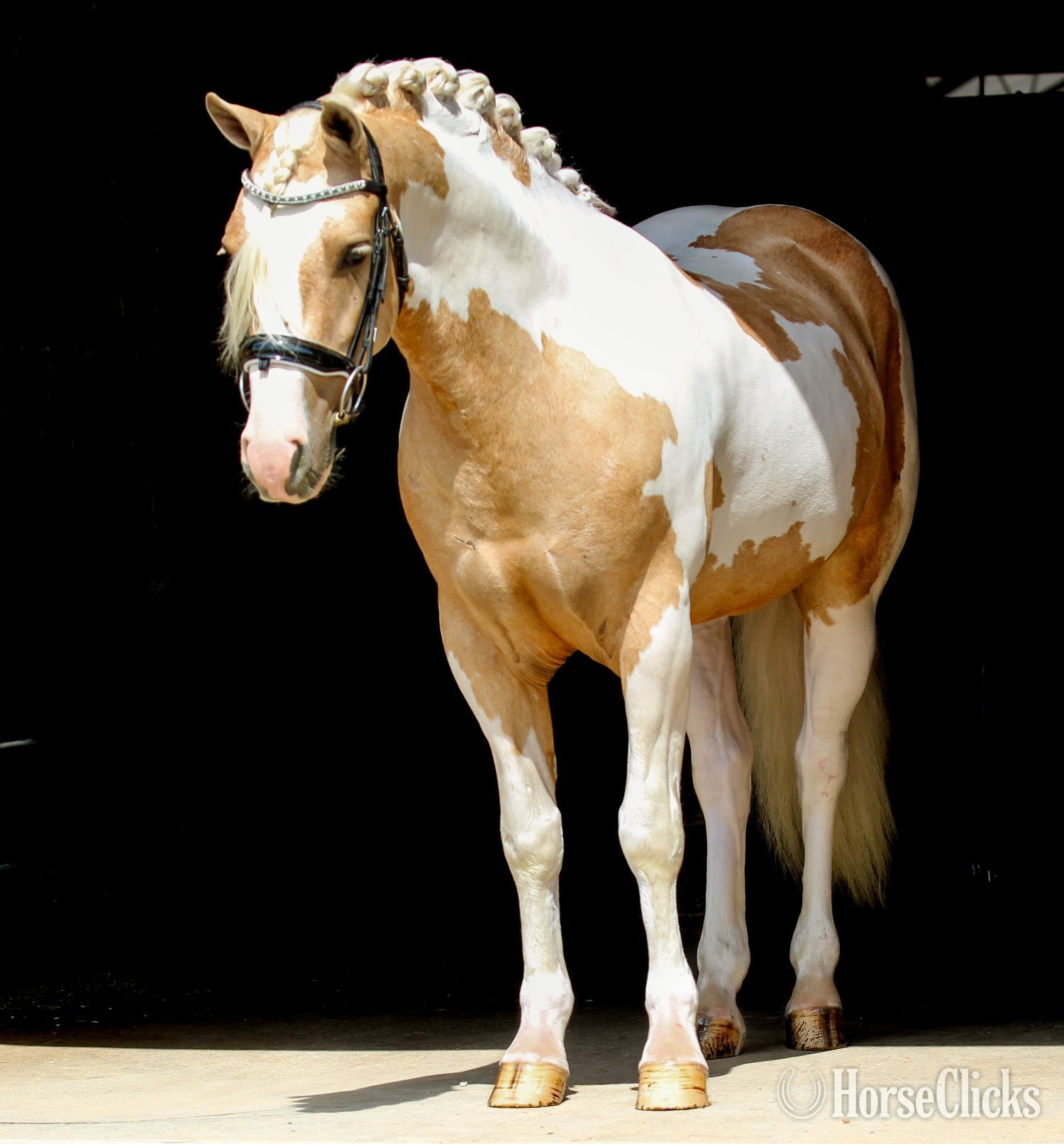 "Mayo " Pinto Gelding Welsh Pony - Welsh Pony in Indiana