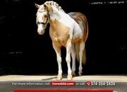 "Mayo " Pinto Gelding Welsh Pony