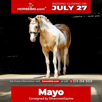 "Mayo " Pinto Gelding Welsh Pony