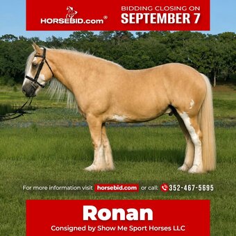 "Ronan " Palomino Gelding Gypsy Vanner
