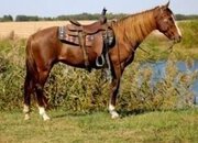 "JOLLEEN" Sorrel Mare Rocky Mountain