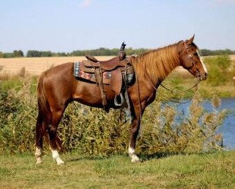 "JOLLEEN" Sorrel Mare Rocky Mountain