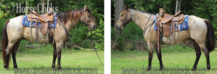 "General" Blue Roan Gelding Quarter Horse in North Carolina