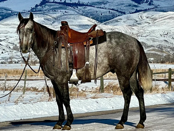 "Handoff" Grullo Gelding Quarter Horse