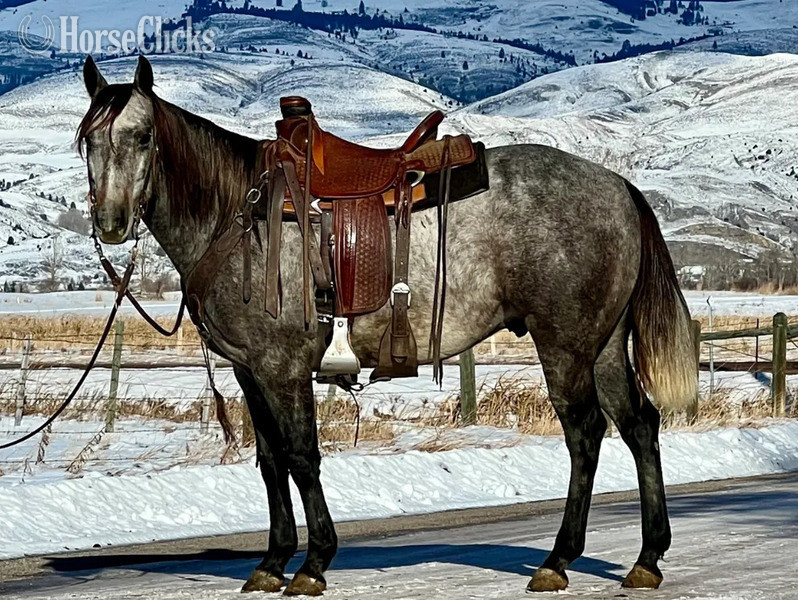 "Handoff" Grullo Gelding Quarter Horse in Montana