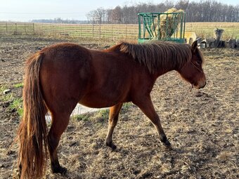 "SARA" Bay Filly Quarter Horse
