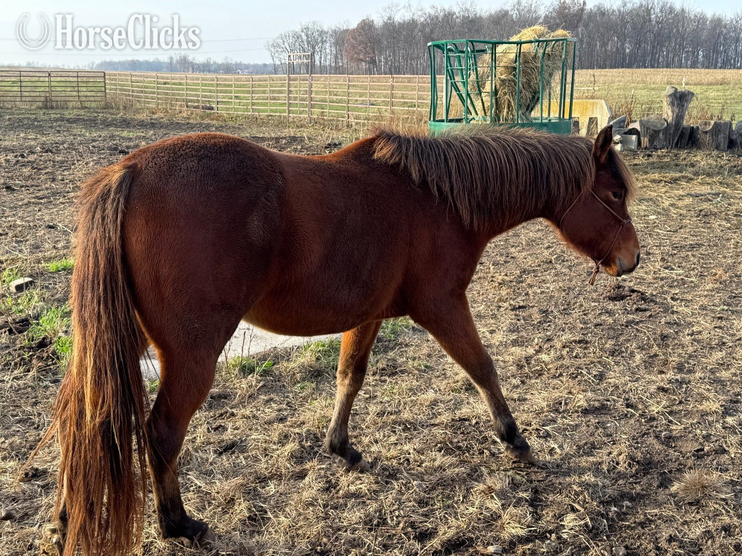 "SARA" Bay Filly Quarter Horse in Indiana