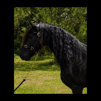 "BENTLEY" Black Gelding Friesian