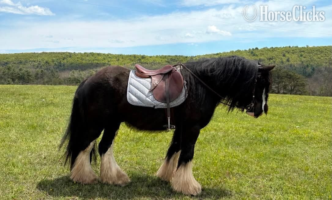 Pennsylvania "Dreamweaver " Black Gelding Gypsy Vanner