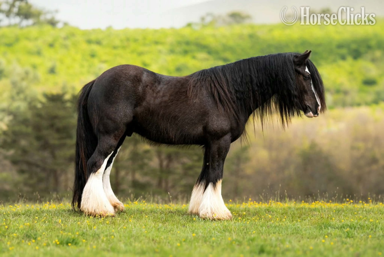 "Dreamweaver " Black Gelding Gypsy Vanner - Gypsy Vanner in Pennsylvania