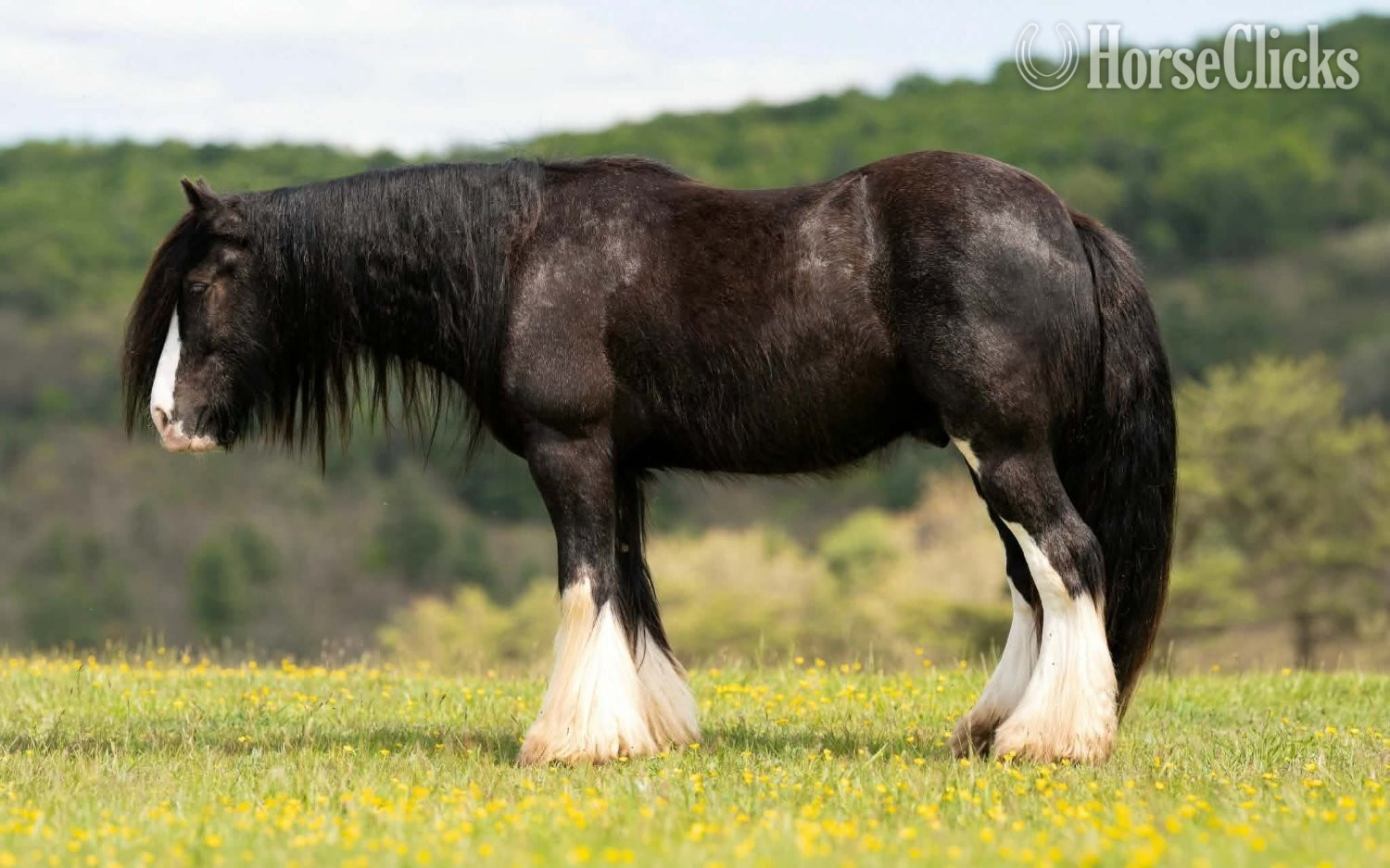 "Dreamweaver " Black Gelding Gypsy Vanner - Gypsy Vanner