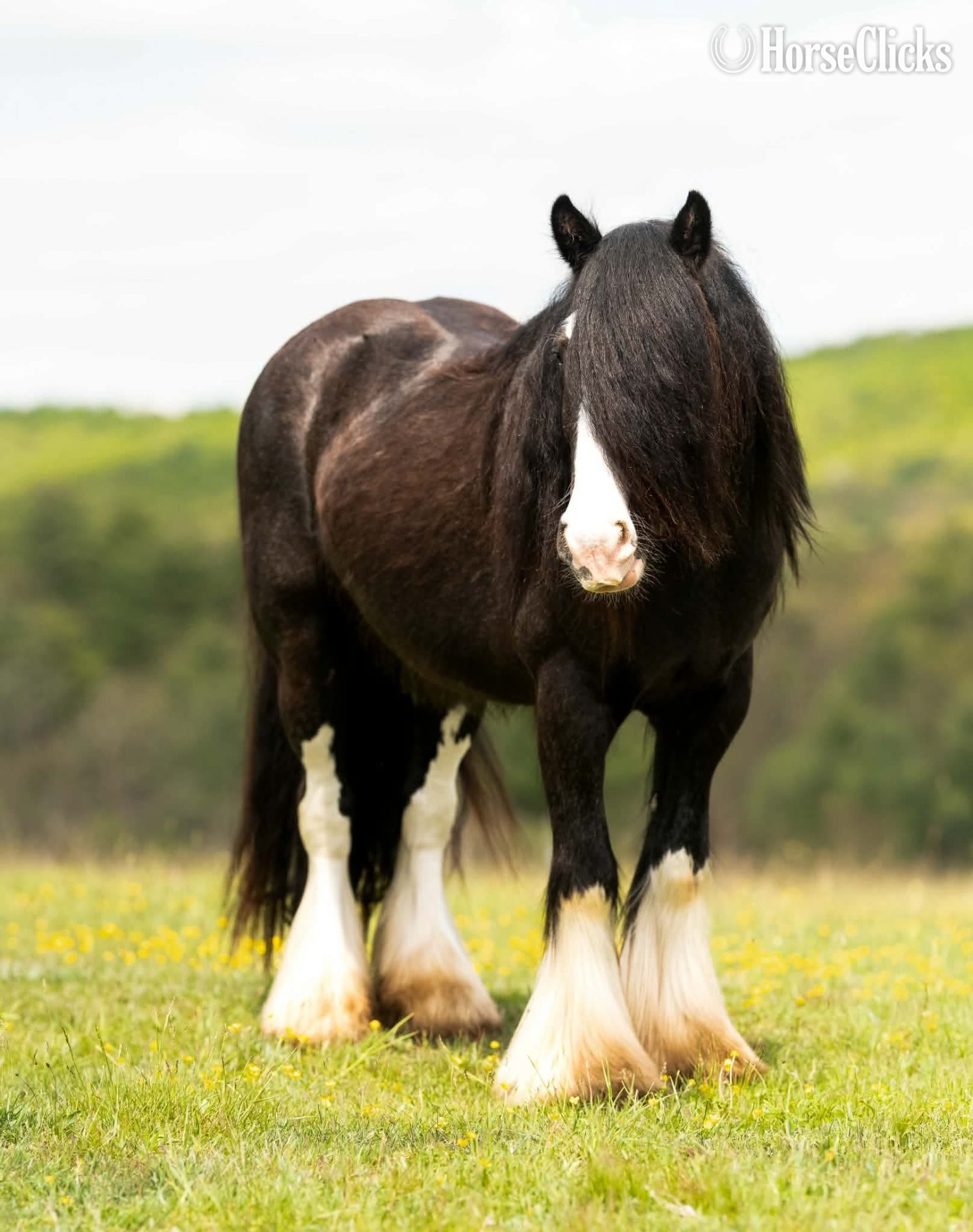 Gypsy Vanner - "Dreamweaver " Black Gelding Gypsy Vanner in Pennsylvania