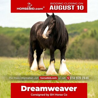"Dreamweaver " Black Gelding Gypsy Vanner