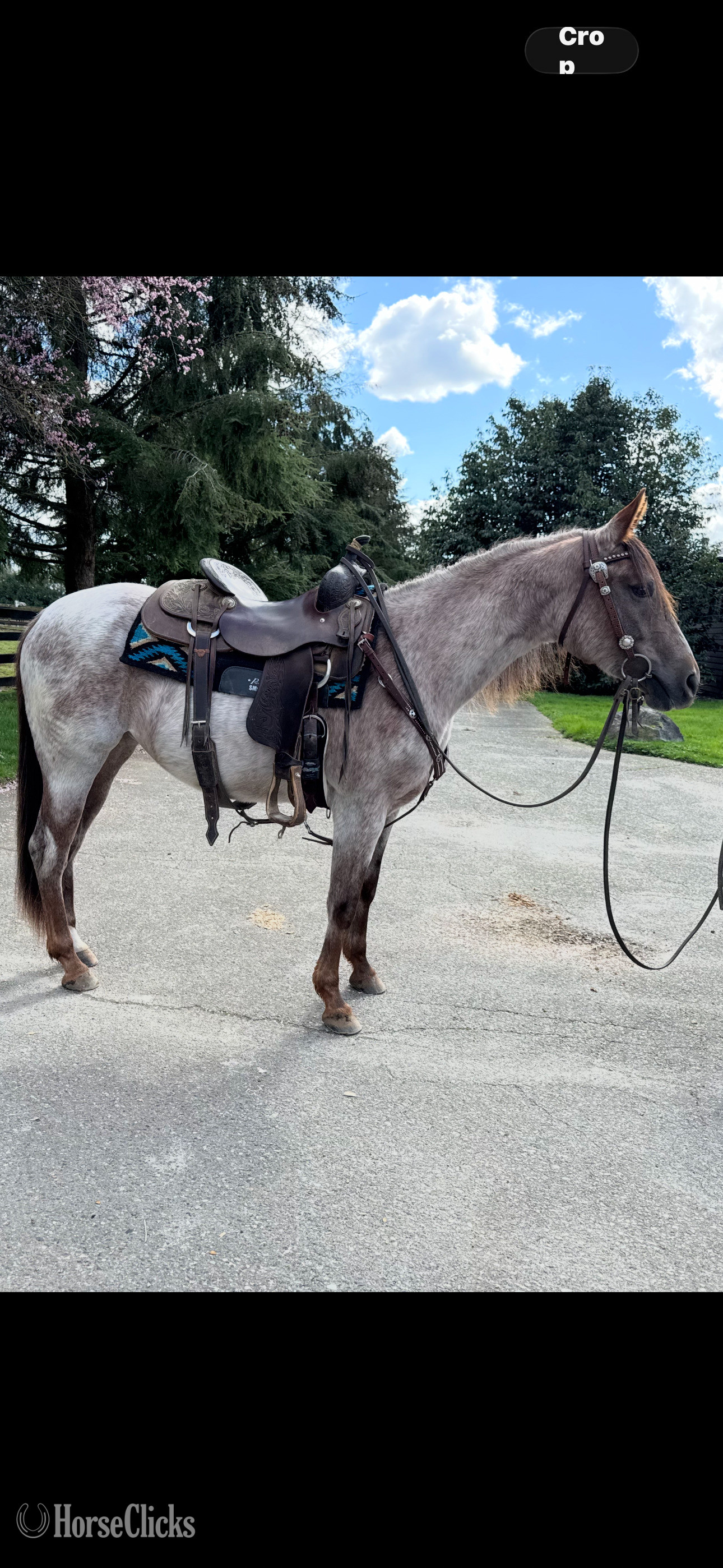 "⸻  SABRES BLAZIN REY" Red Roan Filly Quarter Horse in British Columbia