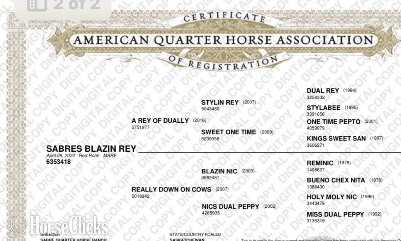 "⸻  SABRES BLAZIN REY" Red Roan Filly Quarter Horse