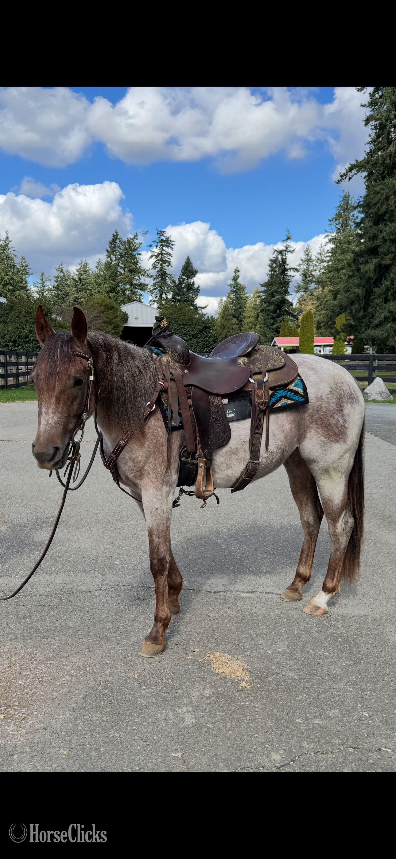 British Columbia "⸻  SABRES BLAZIN REY" Red Roan Filly Quarter Horse