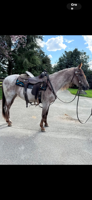 "⸻ SABRES BLAZIN REY" Red Roan Filly Quarter Horse