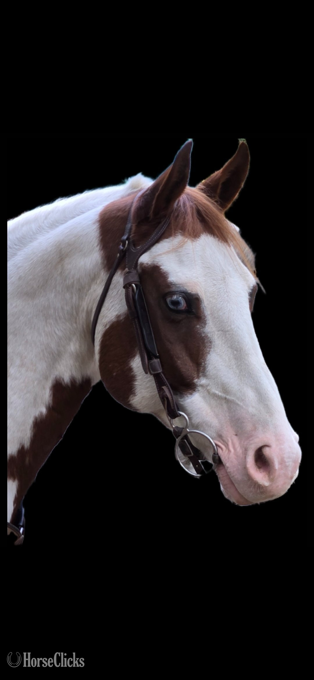 "Exotic Treasure "Token"" Tabiano Gelding Paint in Michigan