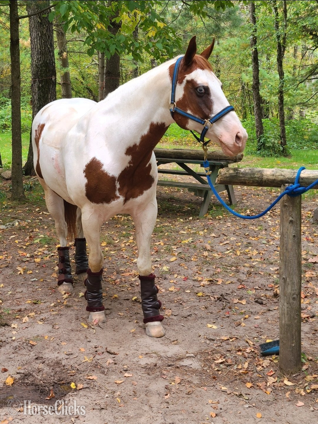 "Exotic Treasure "Token"" Tabiano Gelding Paint