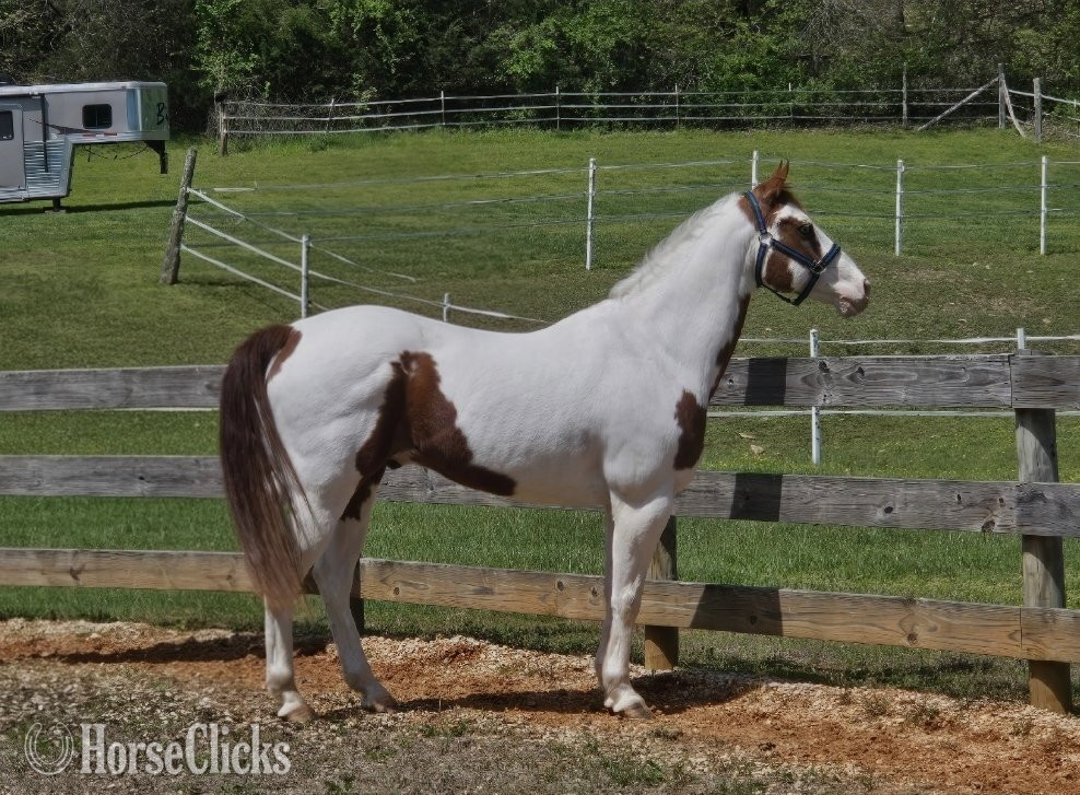 Michigan "Exotic Treasure "Token"" Tabiano Gelding Paint