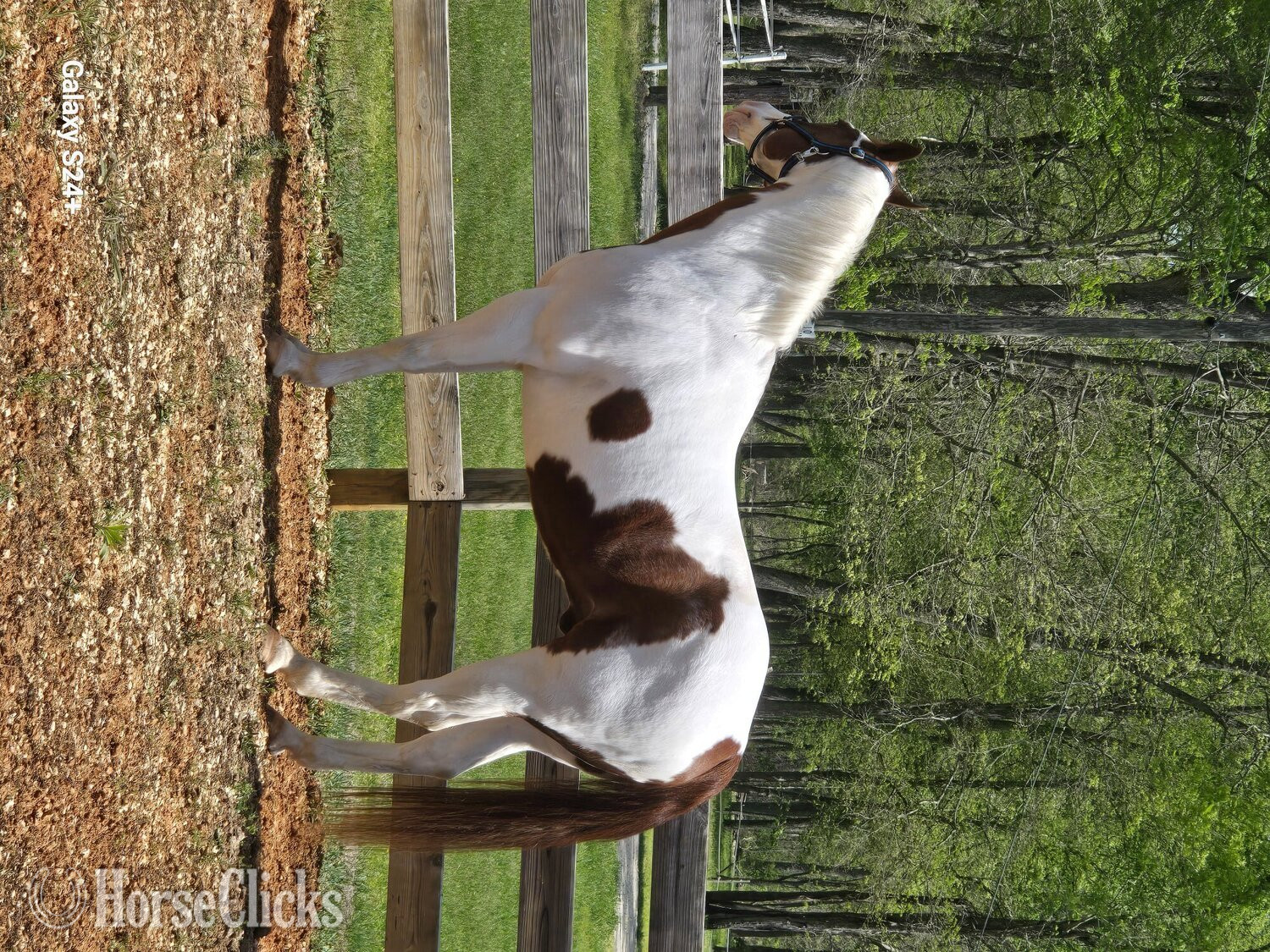 "Exotic Treasure "Token"" Tabiano Gelding Paint - Paint in Michigan
