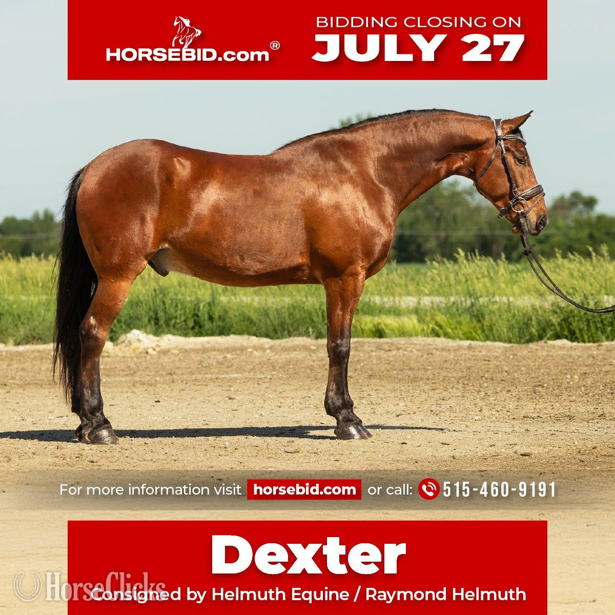 "Dexter " Bay Gelding Friesian in Iowa