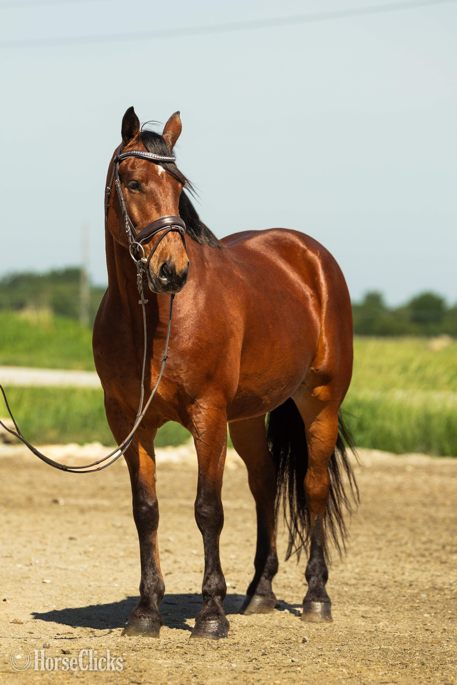 "Dexter " Bay Gelding Friesian