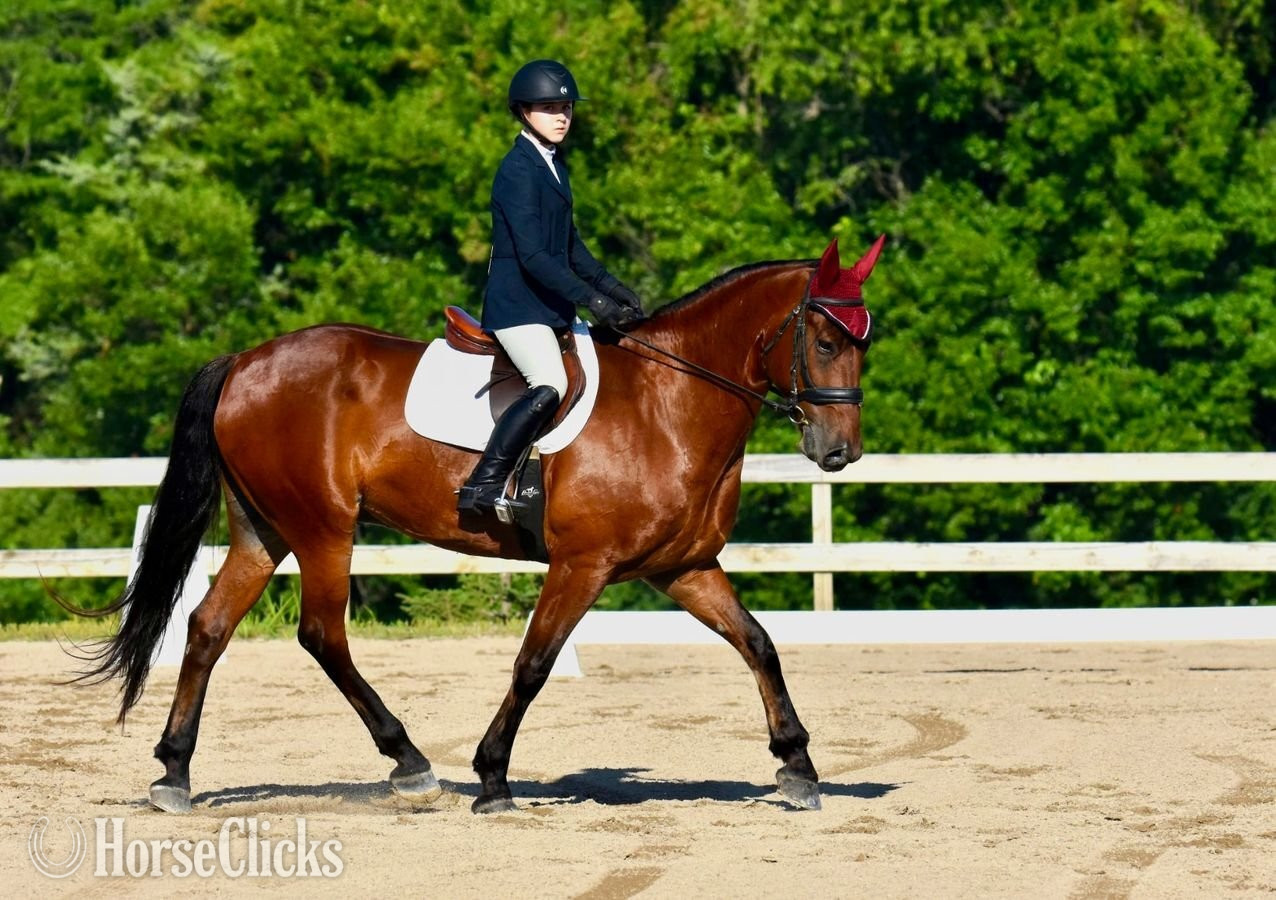 Iowa "Dexter " Bay Gelding Friesian