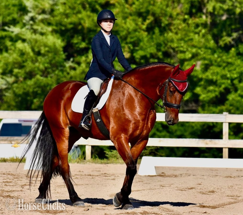 "Dexter " Bay Gelding Friesian - Friesian in Iowa