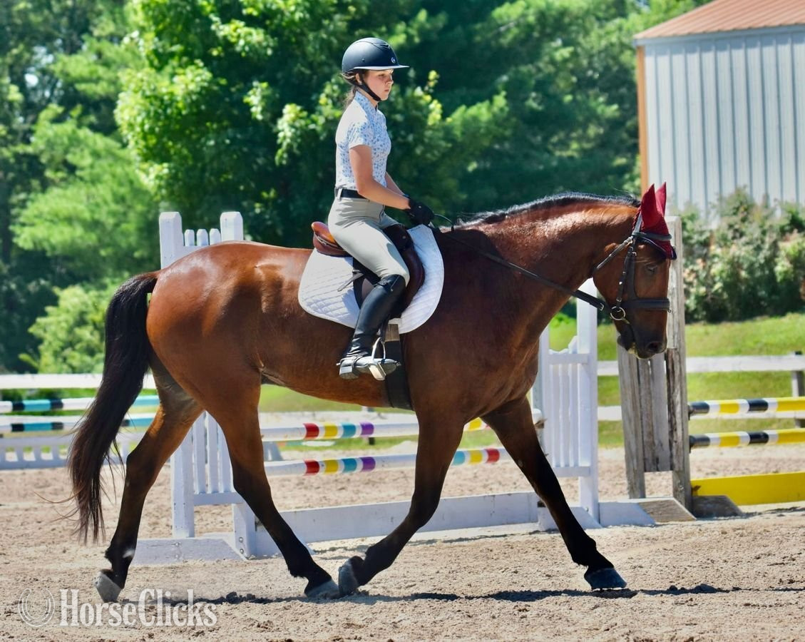 "Dexter " Bay Gelding Friesian - Friesian