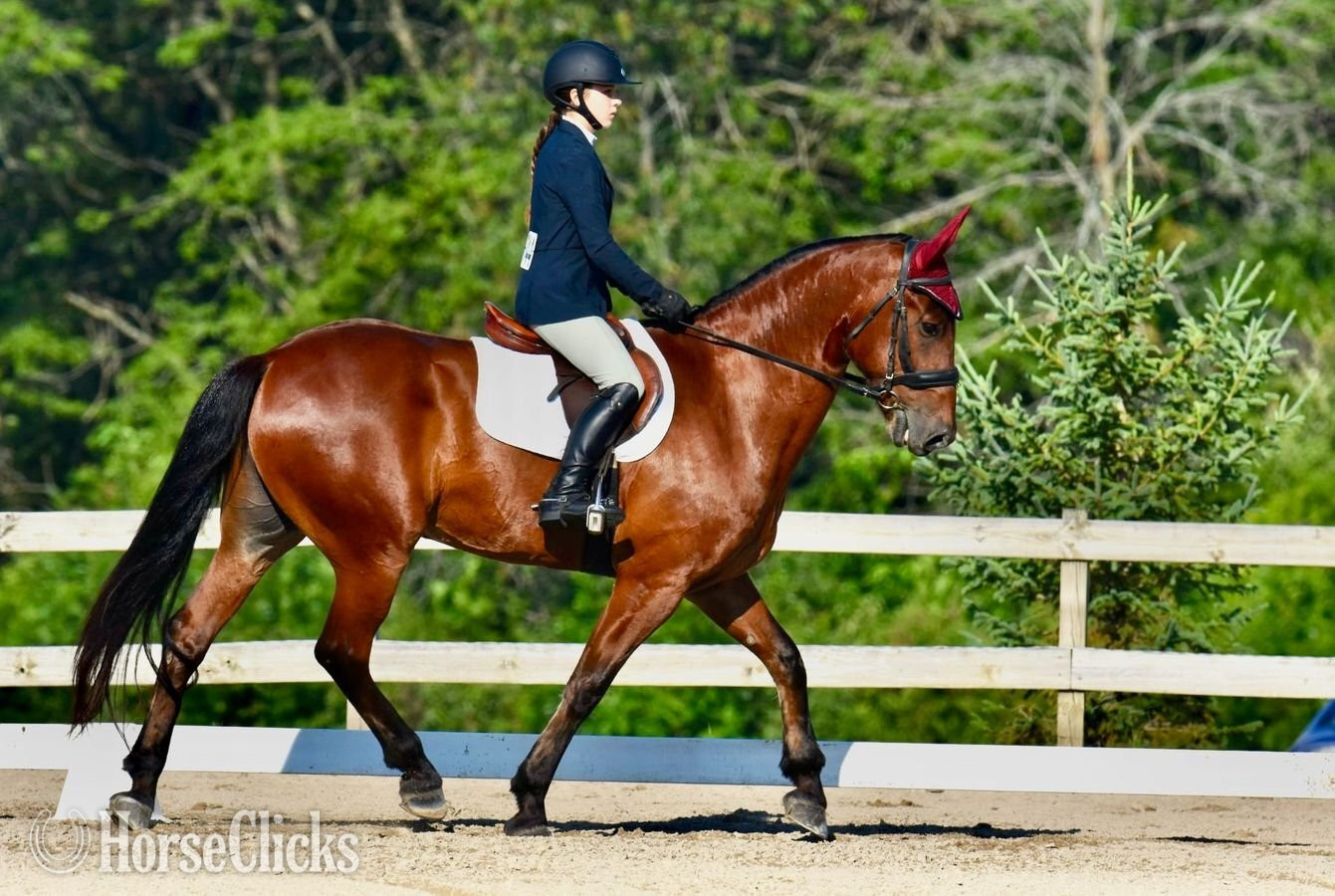 Friesian - "Dexter " Bay Gelding Friesian in Iowa