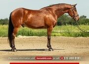 "Dexter " Bay Gelding Friesian