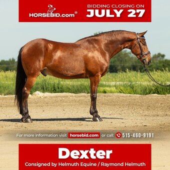 "Dexter " Bay Gelding Friesian