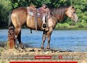 "Hershey Kiss" Buckskin Gelding Quarter Horse