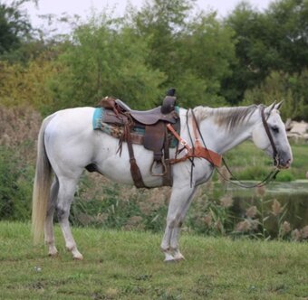 "BILL" Grey Gelding Quarter Horse