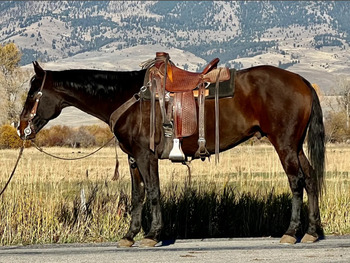 "Winchester" Brown Gelding Quarter Horse