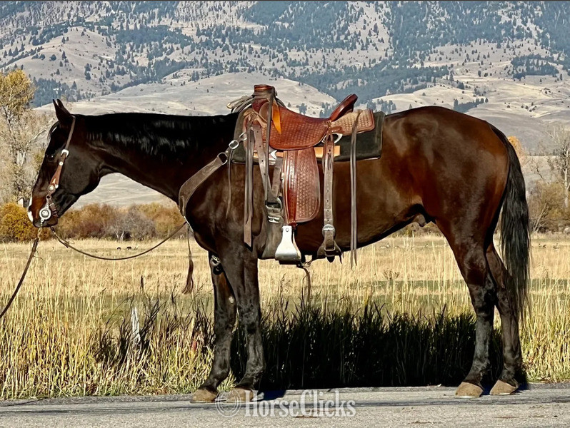 "Winchester" Brown Gelding Quarter Horse in Montana