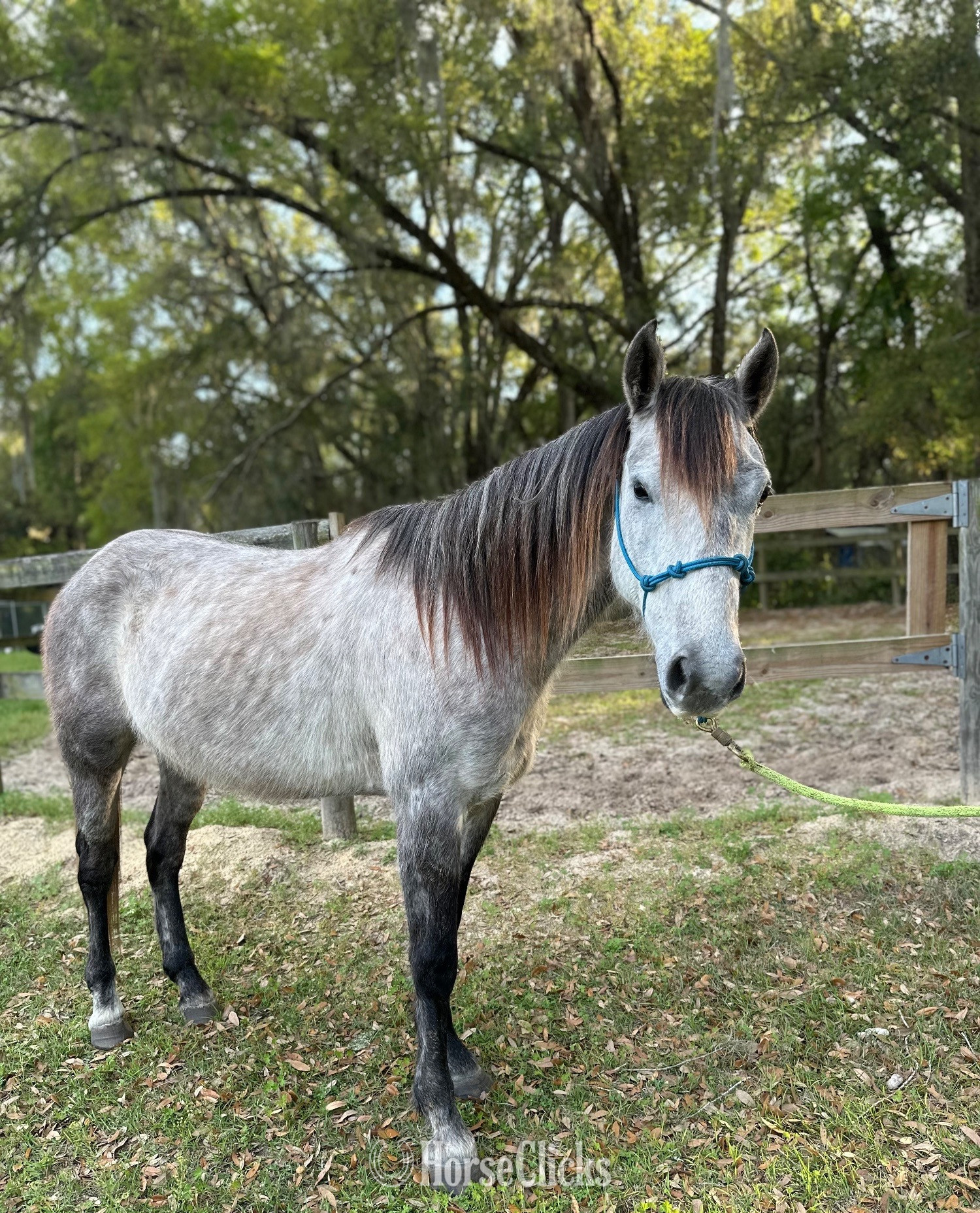 "" Grey Gelding Azteca in Florida