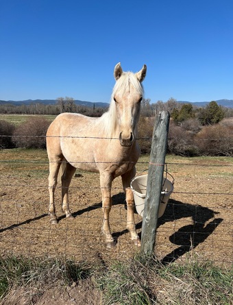 "Royally StreakinMoon" Palomino Colt Quarter Horse