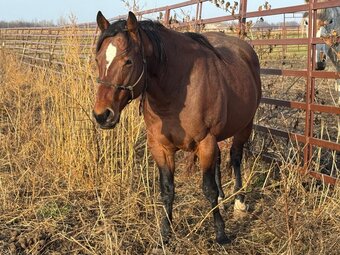 "XTX SMOKIN LIL RONAS" Bay Stallion Quarter Horse