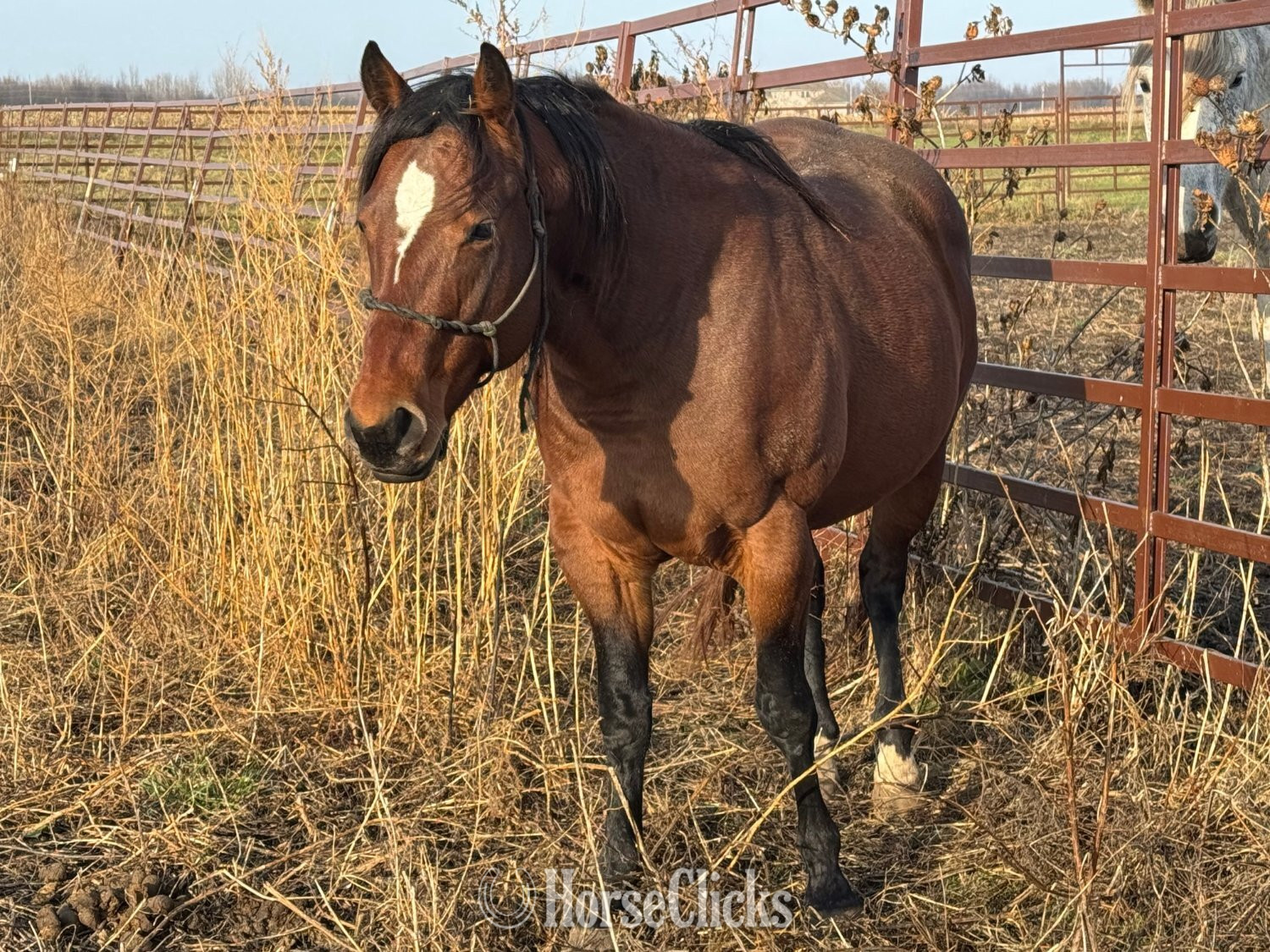 "XTX SMOKIN LIL RONAS" Bay Stallion Quarter Horse in Indiana