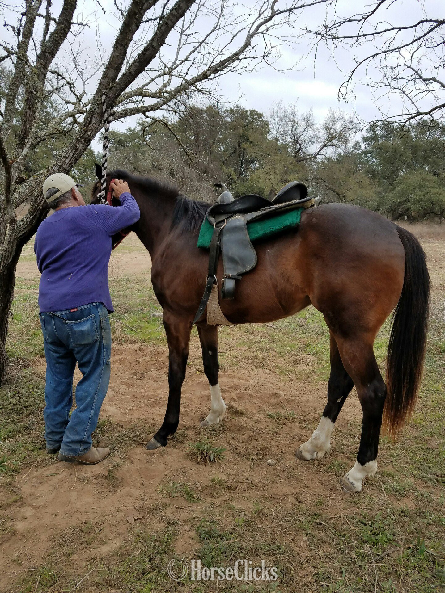 "Dashin Zoro" Bay Mare Quarter Horse in Texas