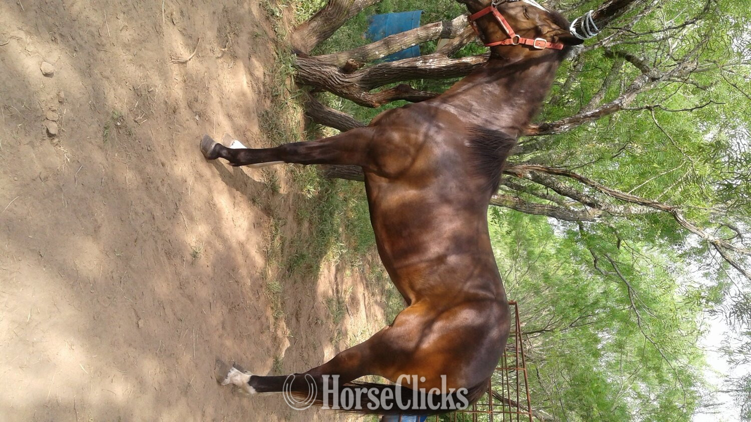 "Dashin Zoro" Bay Mare Quarter Horse