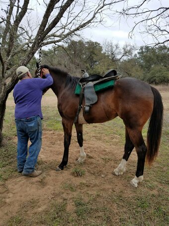"Dashin Zoro" Bay Mare Quarter Horse