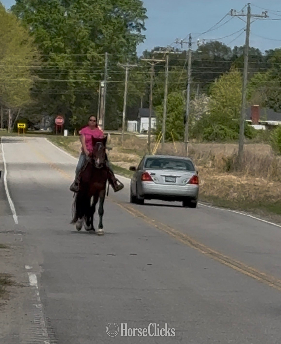 South Carolina "Zeus" Bay Stallion Tennessee Walker