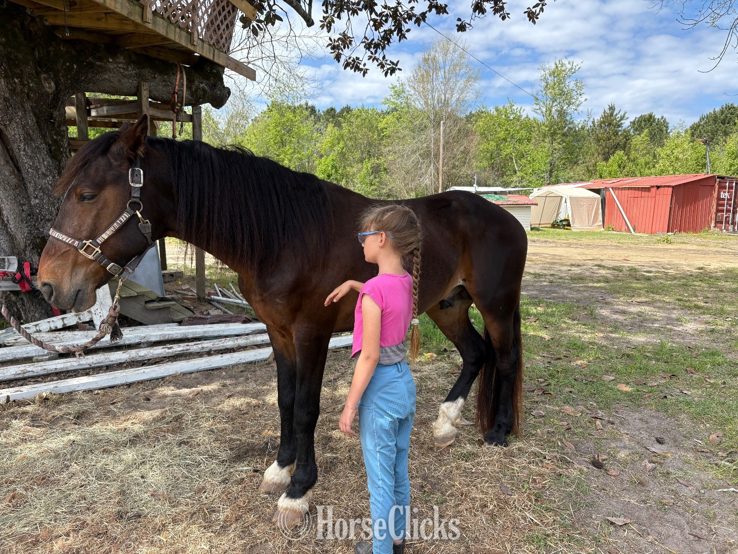 "Zeus" Bay Stallion Tennessee Walker
